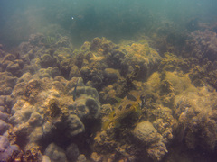 Diodon liturosus