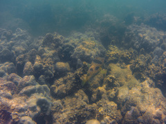 Diodon liturosus