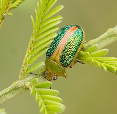 Calomela parilis