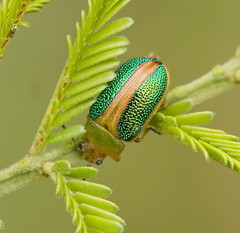 Calomela parilis