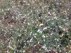 Spyridium thymifolium