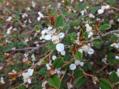 Spyridium thymifolium