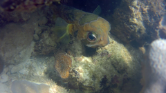 Diodon liturosus
