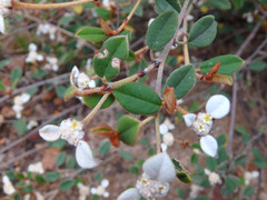 Spyridium thymifolium