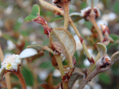 Spyridium thymifolium