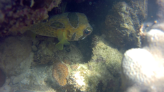 Diodon liturosus