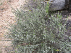 Aspalathus glabrescens