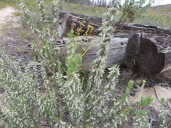 Aspalathus glabrescens