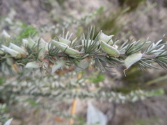 Aspalathus glabrescens