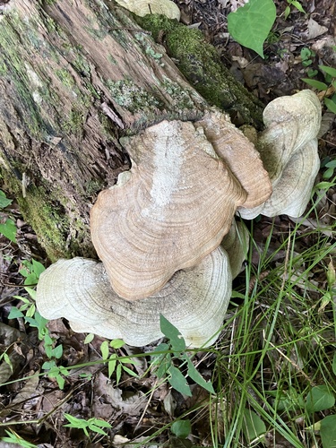 Fomitopsis dickinsii