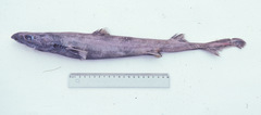 Blurred Lantern Shark photo 2