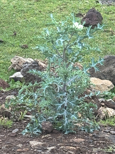 Mexican Poppy