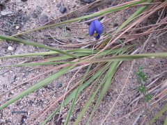 Lotononis filiformis