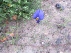 Lotononis filiformis