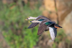 Indian Spot-Billed Duck photo 6