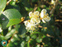 Eugenia brasiliana