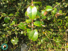 Eugenia brasiliana
