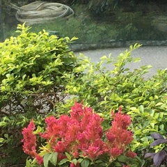 Celosia argentea plumosa