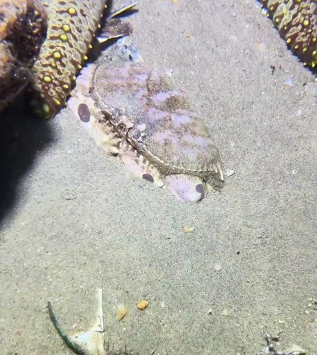 メガネカラッパ