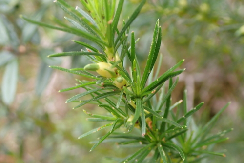Garden Route Caperose (Cliffortia burchellii)