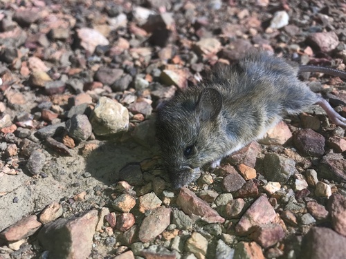 monster rice rat (Euryoryzomys lamia) — Vulnerable Mammalia