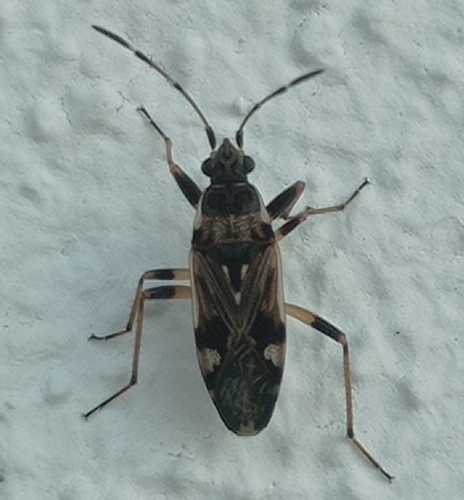 coastal groundbug