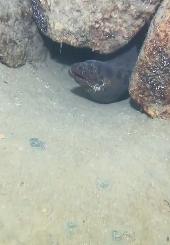 マメウツボ