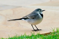 Motacilla alba