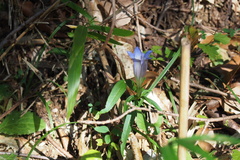 Gentiana scabra buergeri