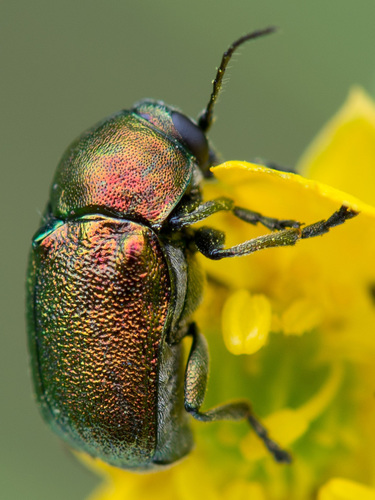 Žaliasis Paslėptagalvis nuotrauka