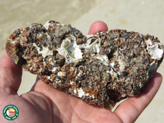 Petaloconchus nigricans