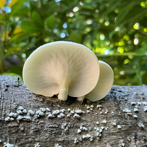 Lentinus squarrosulus