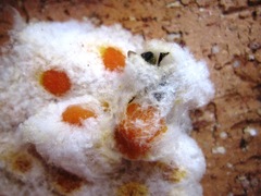 Pseudoanthidium repetitum