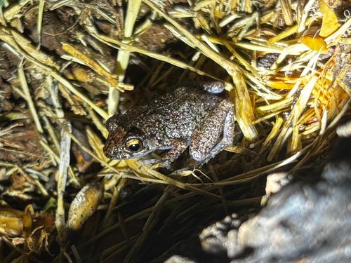 Eleutherodactylus planirostris observed 2025-08-23