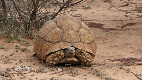 Leopard Tortoise