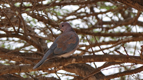 Laughing Dove