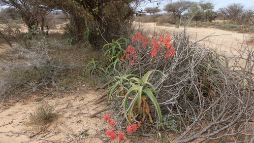 Aloe megalacantha