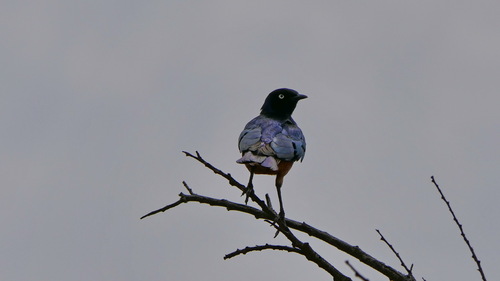 Superb Starling