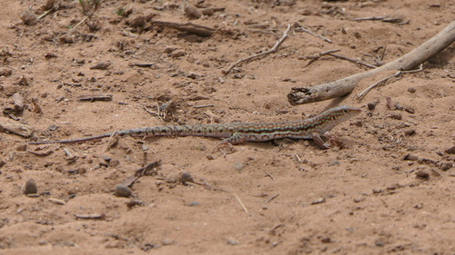 Peters' Longtail Lizard