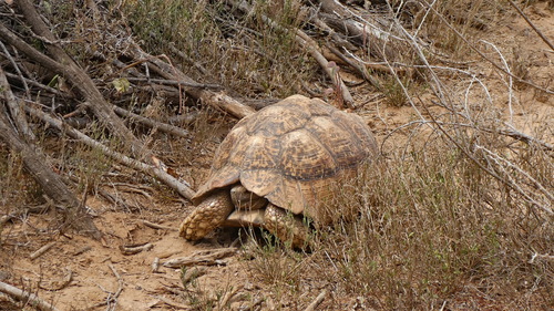 Leopard Tortoise