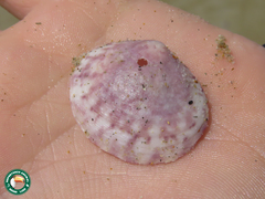 Semele purpurascens