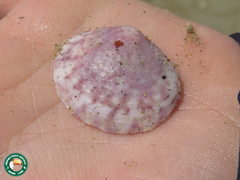 Semele purpurascens