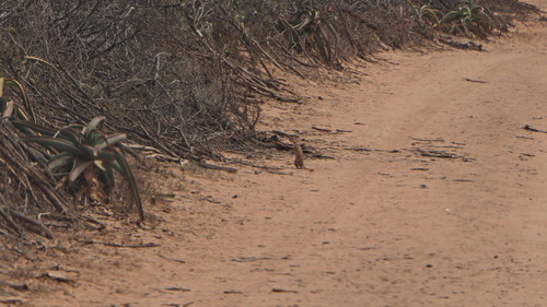 Unstriped Ground Squirrel