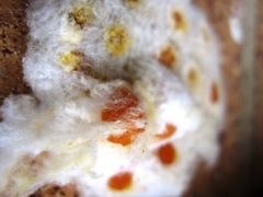 Pseudoanthidium repetitum