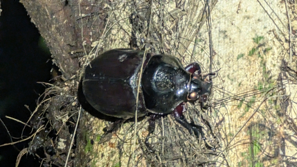 Scapanes australis (Scapanes australis)