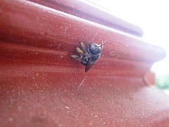 Pseudoanthidium repetitum