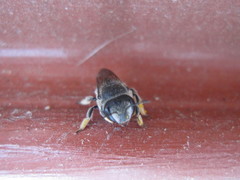 Pseudoanthidium repetitum