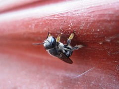 Pseudoanthidium repetitum