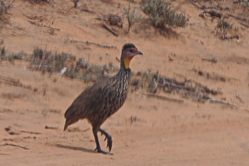 Yellow-necked Spurfowl