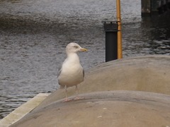 Larus argentatus